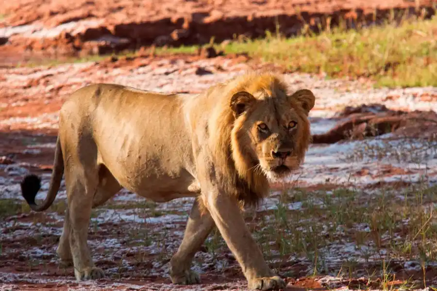 Matusadona Game Park es uno de los parques con mayor densidad de leones: alrededor de unos 40 habitan en este lugar.