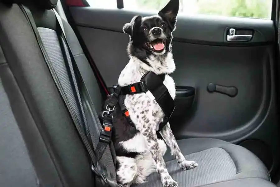 El uso del arnés asegurado al asiento es fundamental. 