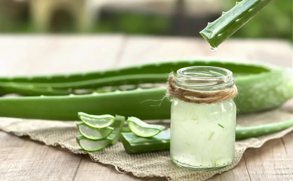 El gel de aloe vera trae múltiples beneficios por sus propiedades hidratantes, antiinflamatorias y antioxidantes.
