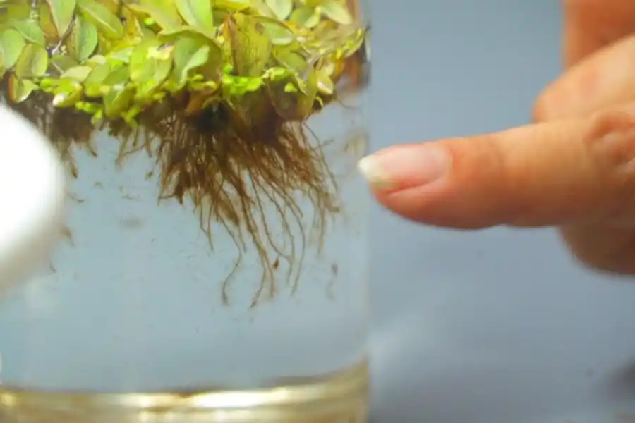 SALVINIA. La planta absorbe contaminantes a través de sus raíces.