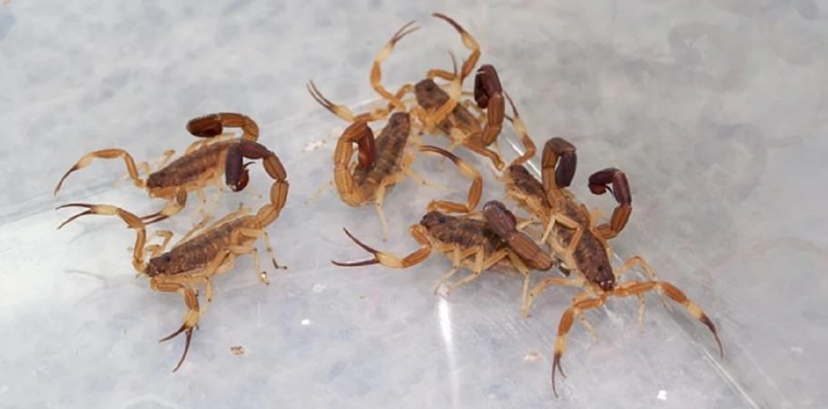 Alacranes en Tucumán: guía esencial para prevenir y actuar ante una picadura