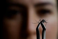 ¿El antídoto contra el dengue? Aseguran que mosquitos con esperma tóxico podrían frenar enfermedads tropicales