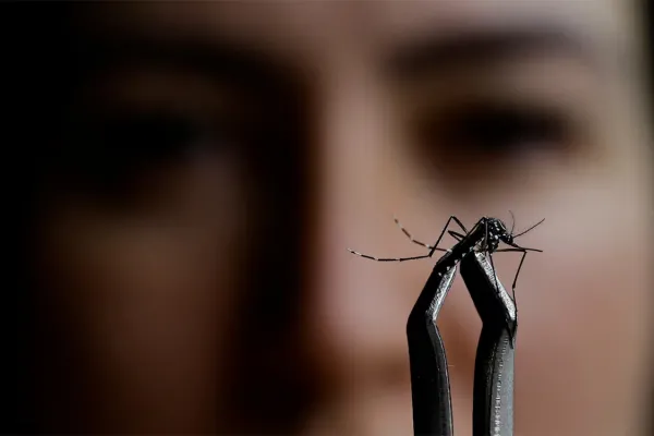 ¿El antídoto contra el dengue? Aseguran que mosquitos con esperma tóxico podrían frenar enfermedads tropicales