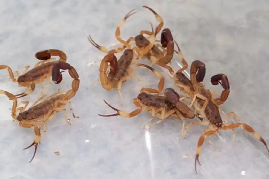 Alacranes en Tucumán: guía esencial para prevenir y actuar ante una picadura