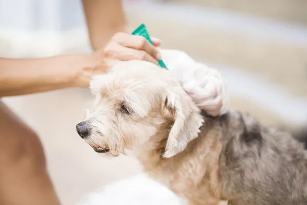 ¿Tu perro necesita desparasitación? Conoce la frecuencia recomendada por veterinarios