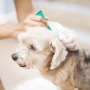 ¿Con qué frecuencia debes desparasitar a tu perro para que esté saludable?