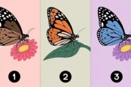 Test de personalidad: la mariposa que elijas revela cómo te ven los demás
