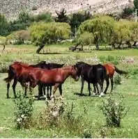 10 detalles desconocidos de la venta de lotes en la Reserva de La Angostura