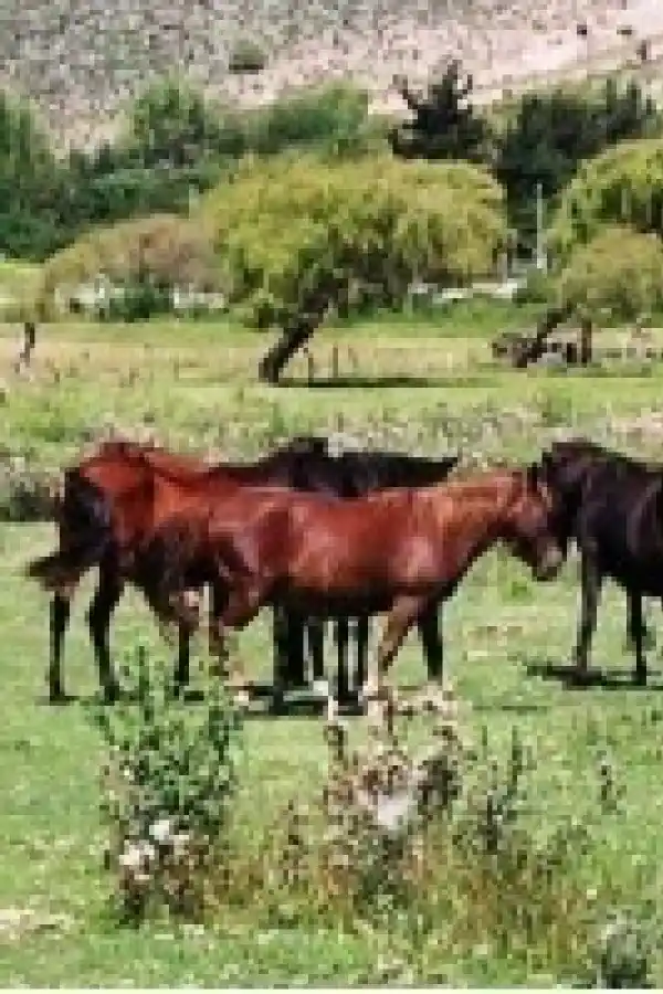 10 detalles desconocidos de la venta de lotes en la Reserva de La Angostura