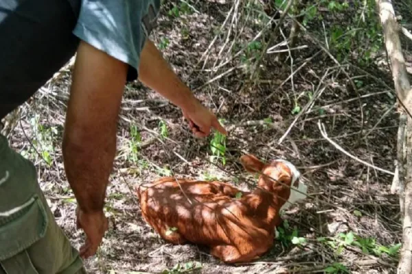 Burruyacu: recuperan un ternero valuado en más de $2 millones