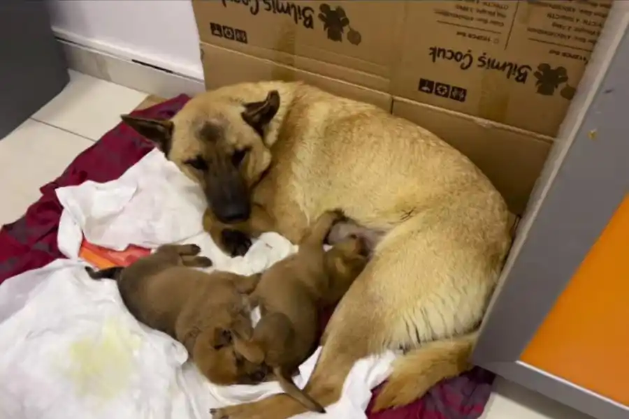 Los perros ya se encuentran a salvo bajo observaciones médicas.