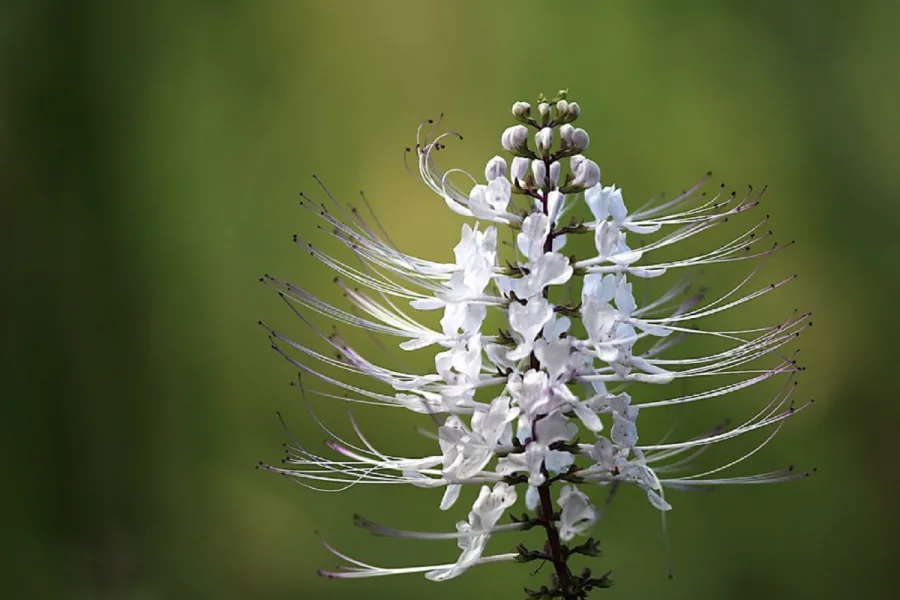 El ortosifón es una planta que ayuda a limpiar los riñones