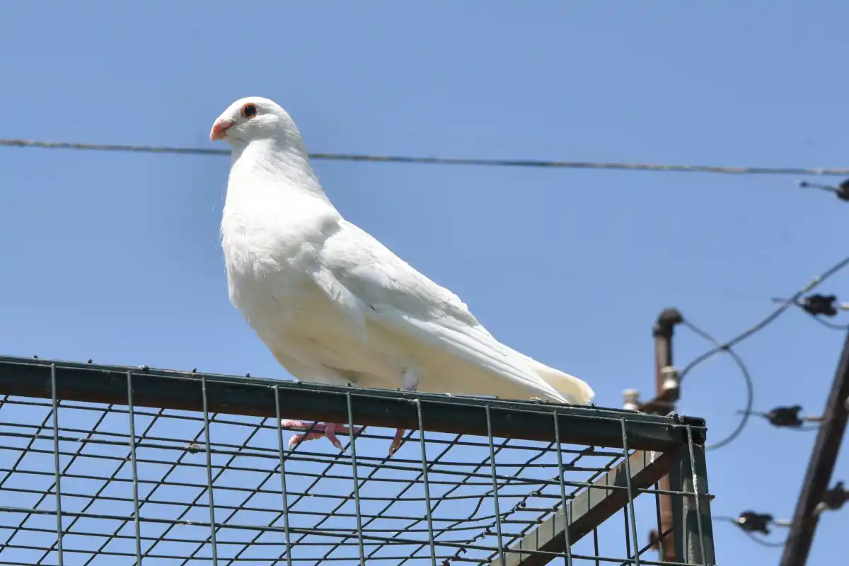 El arte del regreso: las aves regresan al palomar tras superar obstáculos y largos trayectos.