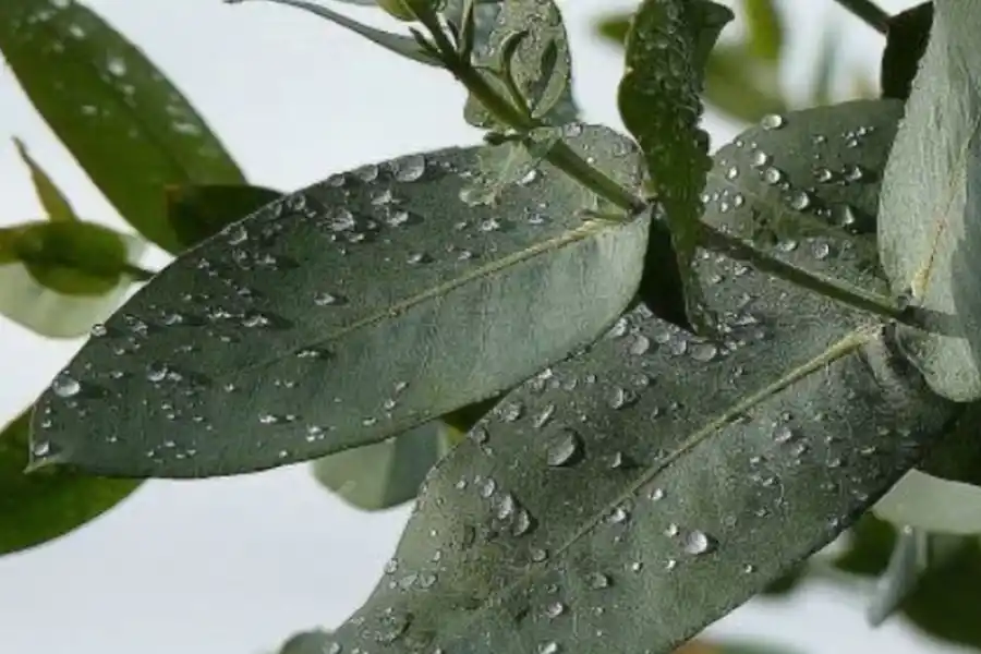 El aceite de eucalipto puede ser eficaz para reducir la inflamación en el cuerpo.