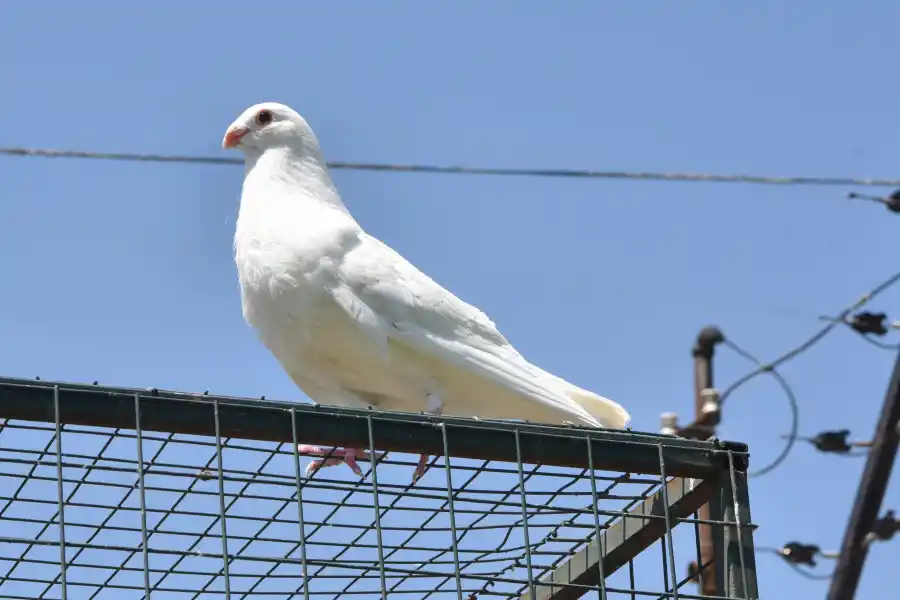 El arte del regreso: las aves regresan al palomar tras superar obstáculos y largos trayectos.
