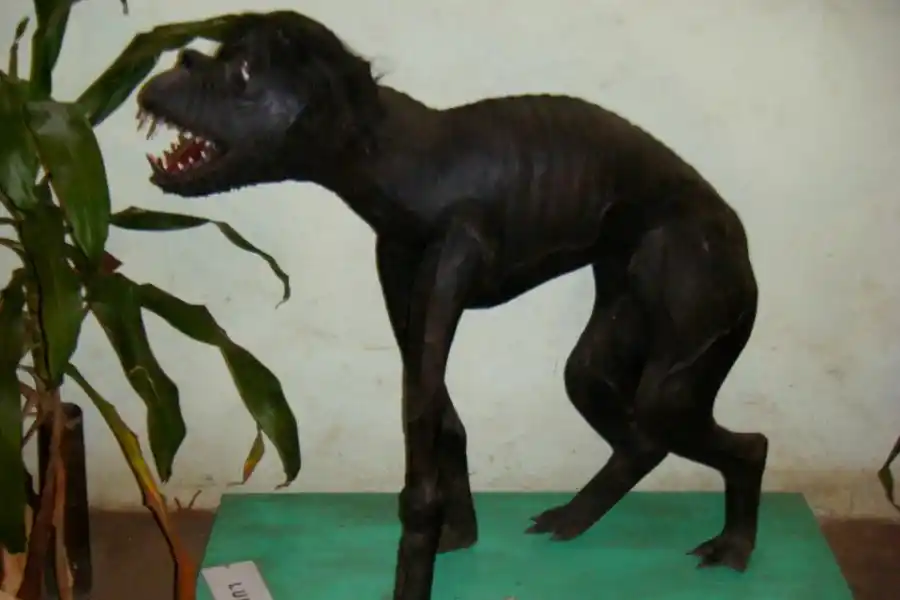 El Luisón guaraní se representa como una bestia oscura y pestilente de dientes afilados.