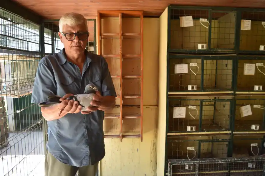 La rutina del entrenamiento. Cada vuelo es un paso más en el meticuloso proceso de preparación de las palomas.