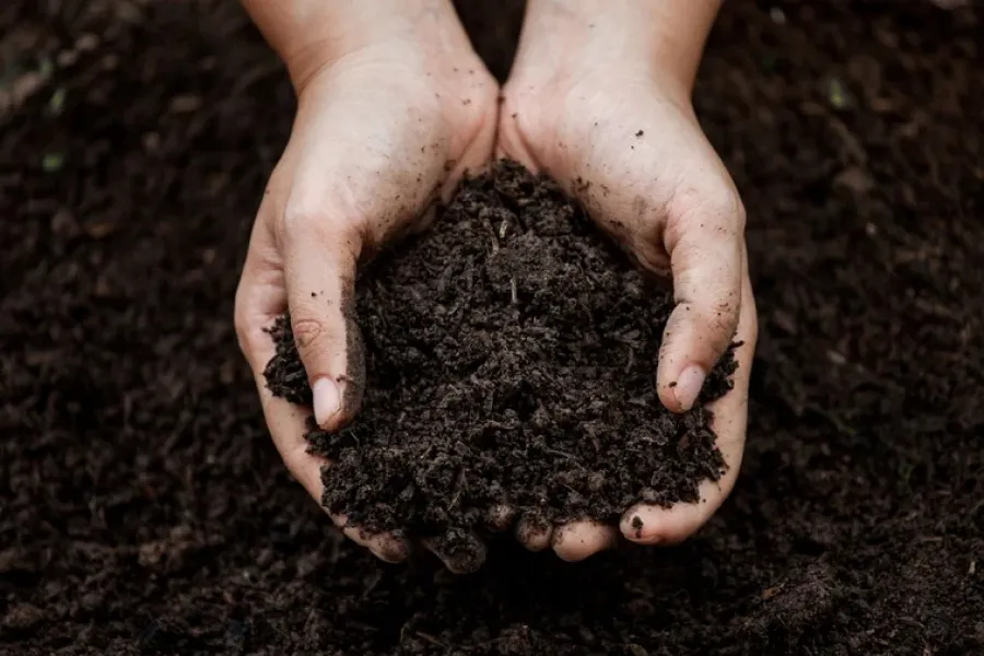 El aroma a tierra mojada es uno de los favoritos.