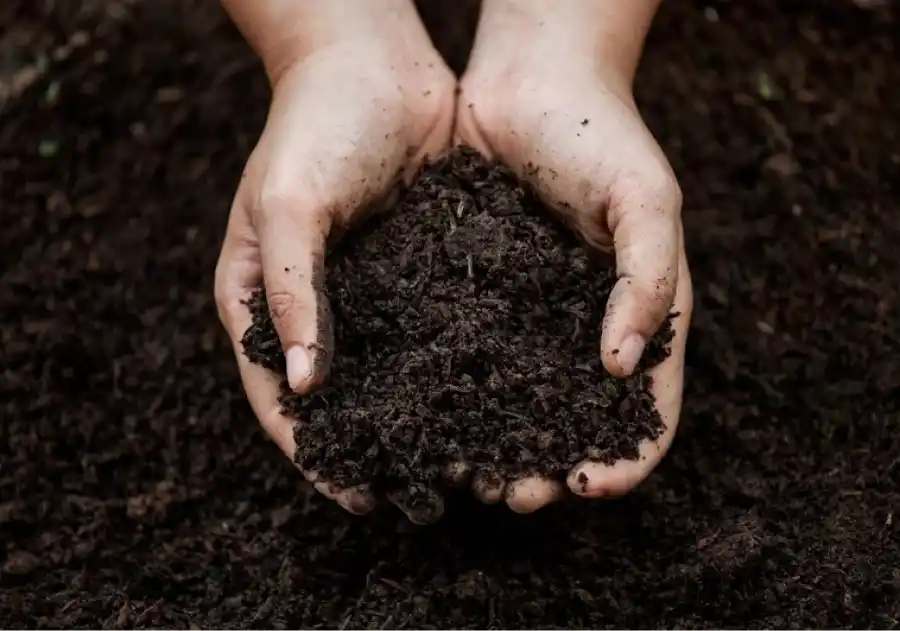 El aroma a tierra mojada es uno de los favoritos.