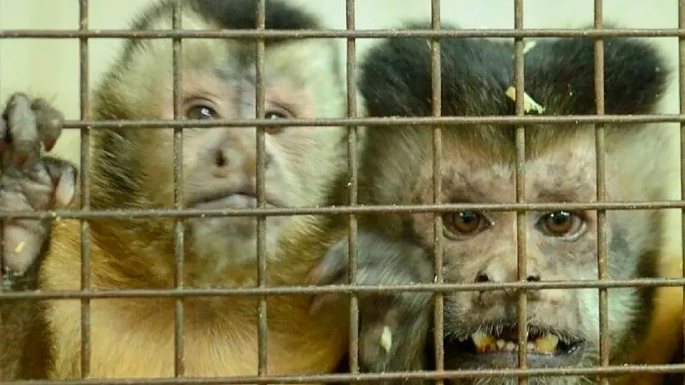 Más de 40 monos que eran usados para experimentos en un hospital de Buenos Aires fueron enviados a Sudáfrica