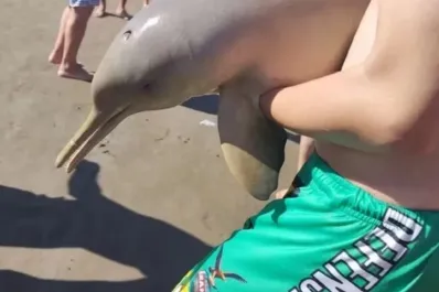 Mar del Tuyú: un turista sacó un delfín del agua y el animal murió