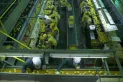 La zafra citrícola de Tucumán, al borde de la paralización por la crisis del gas