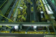 Citrícola San Miguel concretó el canje voluntario de su deuda