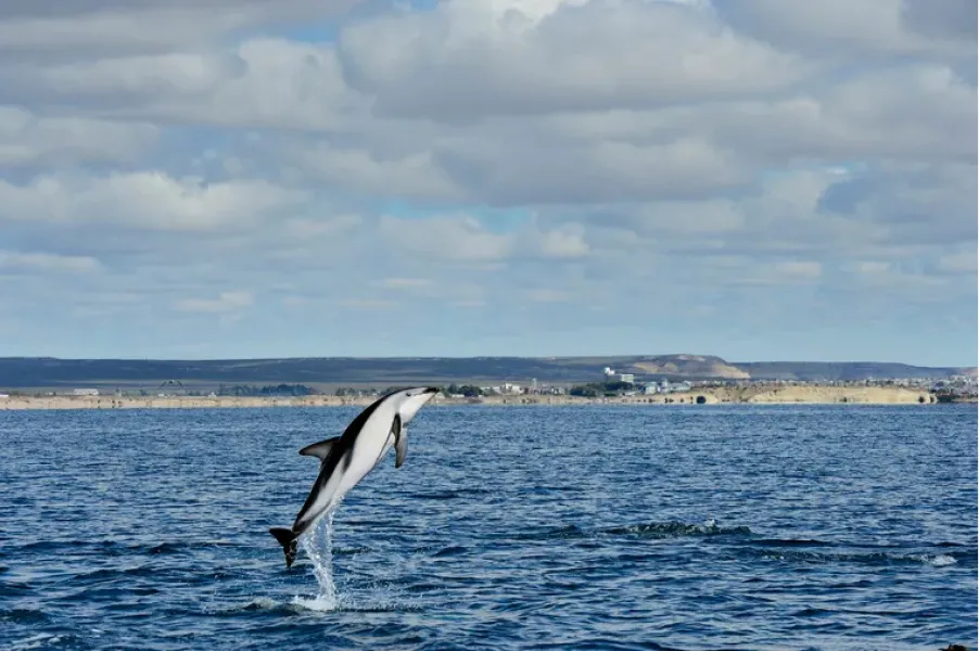 UN DELFÍN OSCURO. salta del agua para atrapar peces y comunicarse con otros delfines./NATIONAL GEOGRAPHIC