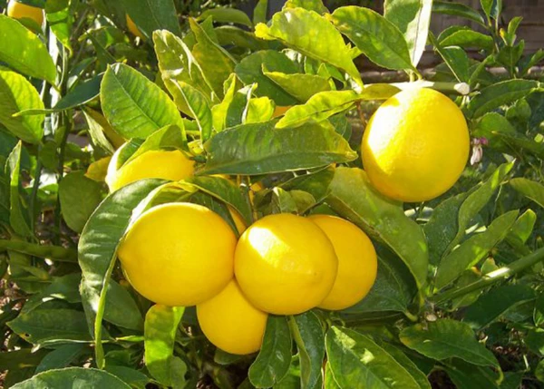 600x429_campana-citricola-2024-corto-tendencia-alcista-1068784-234855.webp