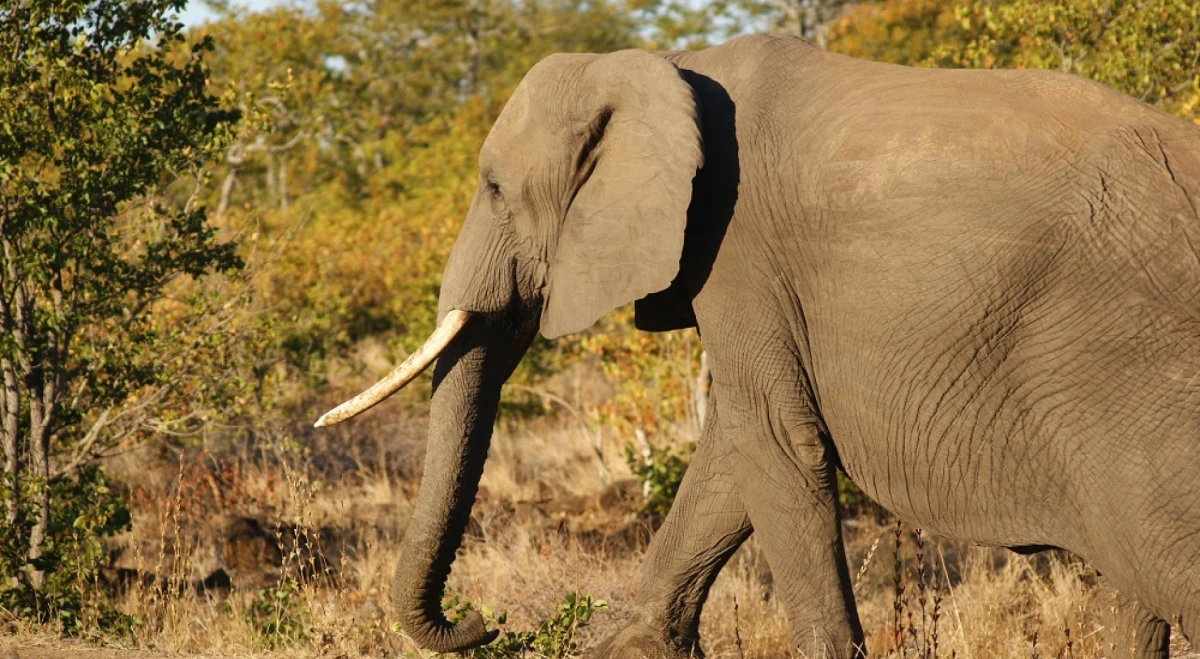 Un elefante pisoteó a un turista que intentaba salvar a su nieto de ser atacado. 