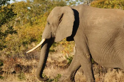Un elefante embistió, pisoteó y mató a un turista que intentaba salvar a su nieto