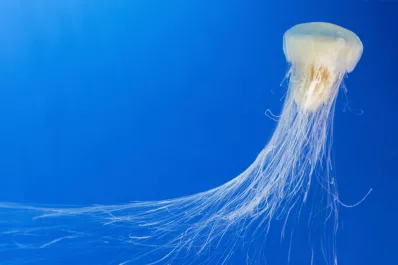 El método que evita las dolorosas picaduras de las aguas vivas