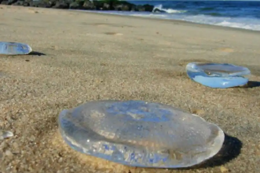 Las aguas vivas son una de las criaturas marinas más fascinantes y temidas por quienes disfrutan del mar.