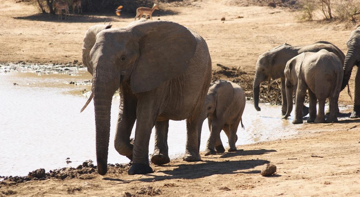 Elefante en Kruger