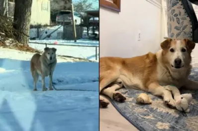 La conmovedora historia de Buddy, el perro que vivió 13 años encadenado y encontró una familia tras su rescate