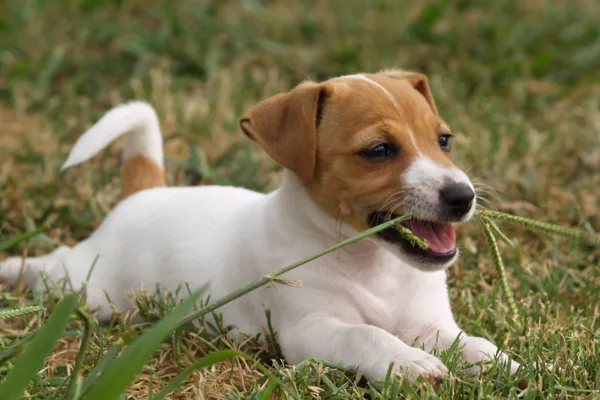 Nutrición animal: clave para una vida larga y feliz de tu mascota