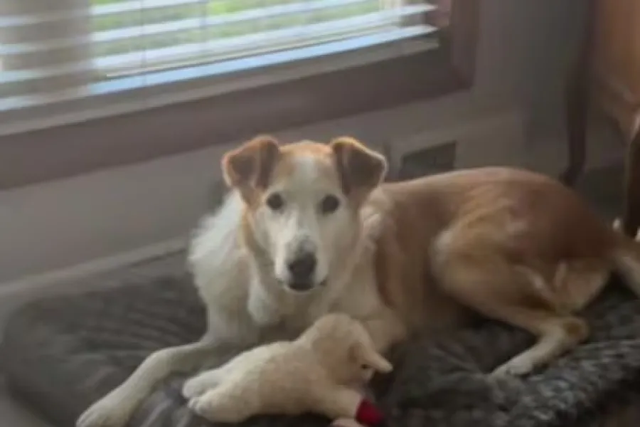 Buddy ya se encuentra en un hogar, sano y salvo.