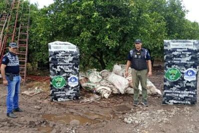 Mercado negro de limones: investigan a una banda que se dedicaba al robo de la fruta