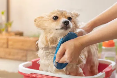 ¿Con qué frecuencia debemos bañar a nuestros perros en verano?