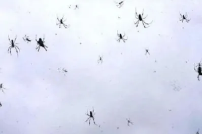 Una insólita lluvia de arañas paracaidistas causó temor en Catamarca
