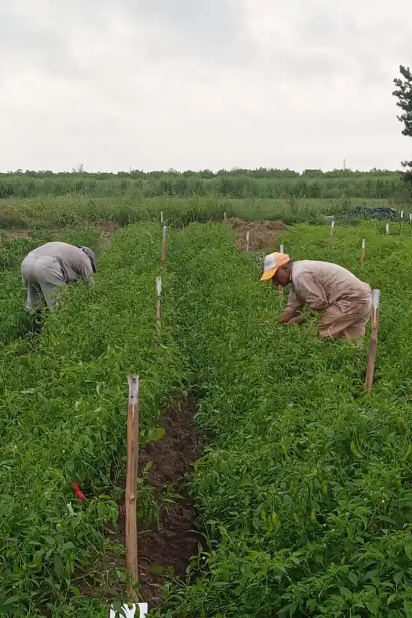 COSECHA. Las parcelas de ensayo brindan información clave.