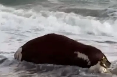 Buscan determinar por qué apareció una vaca muerta en una playa de Rio Negro