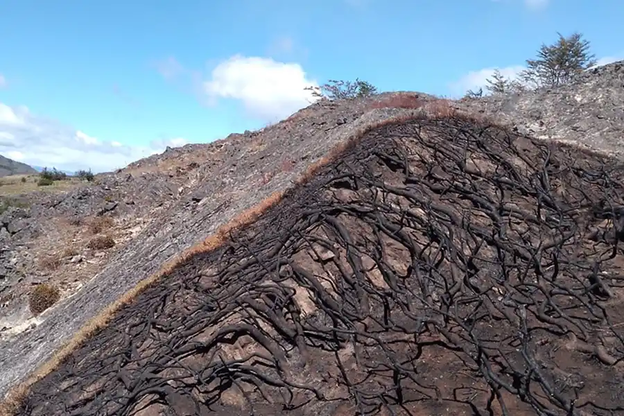 ZONA DEVASTADA. La mayor parte de la fauna fue devorada por las llamas. / ANDREA CANGIANI.
