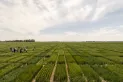El gobierno de Javier Milei simplificó el registro de variedades vegetales