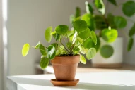 Estas plantas atraen la abundancia y la prosperidad económica en el hogar, según el Feng Shui