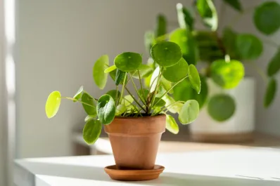 Estas plantas atraen la abundancia y la prosperidad económica en el hogar, según el Feng Shui