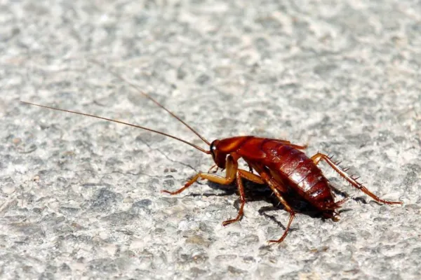 Nunca pises una cucaracha en tu casa: aquí está la razón