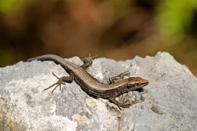 Qué significa que aparezcan lagartijas en la casa