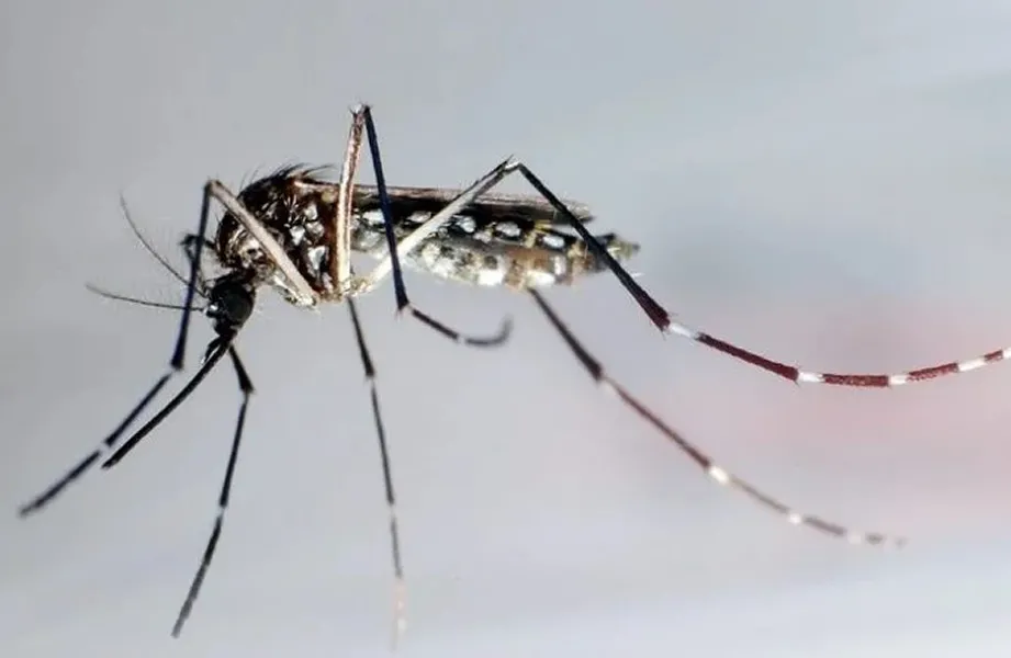 Aumentaron los casos de dengue en la región: Nación recomienda reforzar la prevención