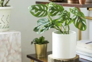 Estas plantas aumentan la protección en el hogar, según el Feng Shui